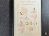 Framed Antique French Architectural Textbook Prints