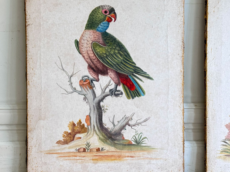 A Colourful Italian Oil on Gesso Parrot Painting Using Antique Techniques