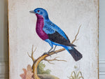 A Colourful Italian Oil on Gesso Painting Of a Tropical Bird Using Antique Techniques