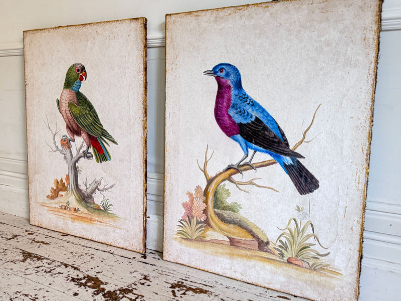 A Colourful Italian Oil on Gesso Painting Of a Tropical Bird Using Antique Techniques