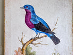 A Colourful Italian Oil on Gesso Painting Of a Tropical Bird Using Antique Techniques