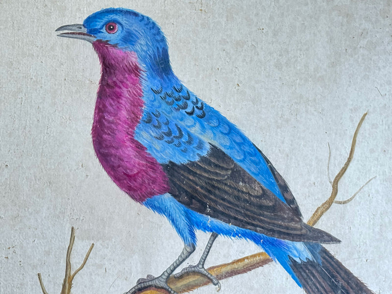 A Colourful Italian Oil on Gesso Painting Of a Tropical Bird Using Antique Techniques