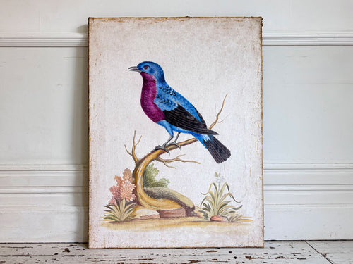 A Colourful Italian Oil on Gesso Painting Of a Tropical Bird Using Antique Techniques