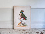 A Colourful Italian Oil on Gesso Parrot Painting Using Antique Techniques