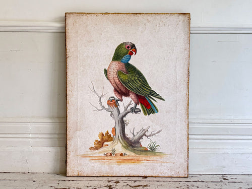 A Colourful Italian Oil on Gesso Parrot Painting Using Antique Techniques