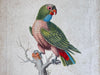 A Colourful Italian Oil on Gesso Parrot Painting Using Antique Techniques