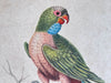 A Colourful Italian Oil on Gesso Parrot Painting Using Antique Techniques