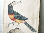 A Pair of Italian Paintings of Colourful Birds Using Antique Techniques