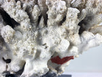 A vintage piece of coral from a private English collection