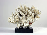 A vintage piece of coral from a private English collection