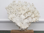 A Vintage Fan Shaped Piece of White Coral from a Private Collection