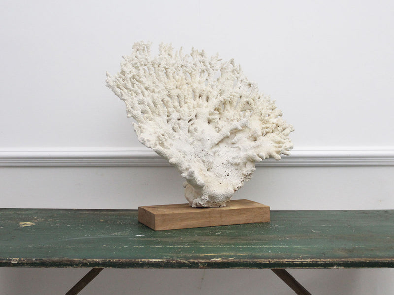 A Vintage Fan Shaped Piece of White Coral from a Private Collection