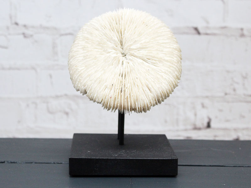 A Vintage Mounted Sea Mushroom Coral from a Private Collection