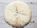 A Vintage Mounted Sea Mushroom Coral from a Private Collection