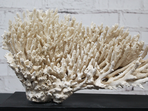 A Vintage Piece of Mounted Coral from a Private English Collection