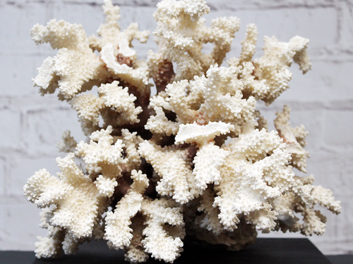 A Vintage Piece of Mounted Coral from a Private Collection