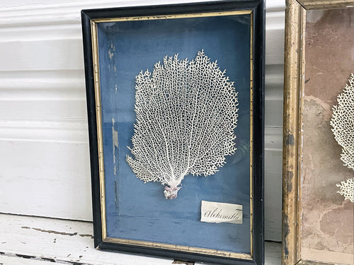 Two 19th C French Coral Samples in Original Box Frames Sold Separately