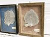 Two 19th C French Coral Samples in Original Box Frames Sold Separately