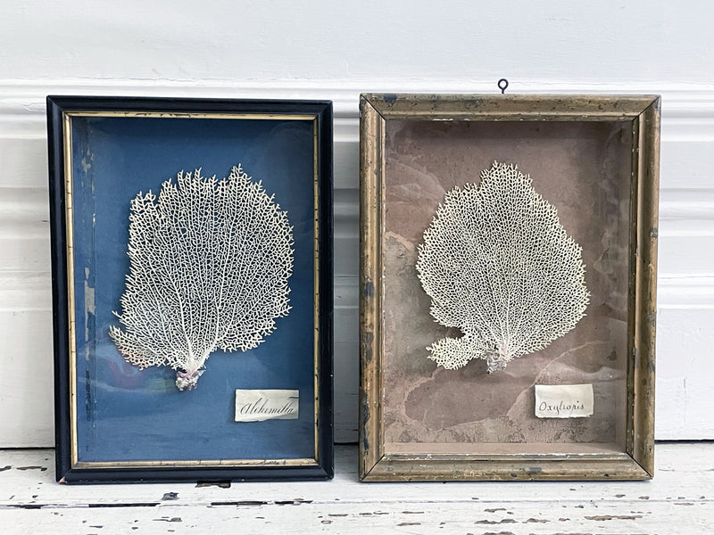 Two 19th C French Coral Samples in Original Box Frames Sold Separately