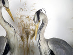 A large pair of antique taxidermy herons in original case
