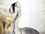 A large pair of antique taxidermy herons in original case