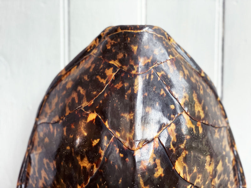 A Mounted Antique Tortoiseshell from a Private Collection