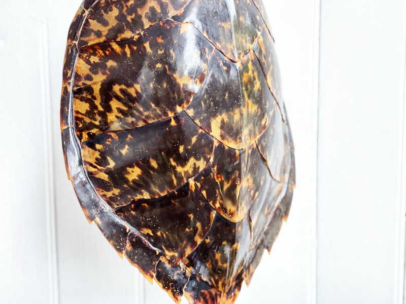 A Mounted Antique Tortoiseshell from a Private Collection