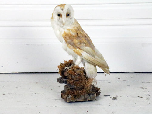 Antique White Antique Taxidermy Owl