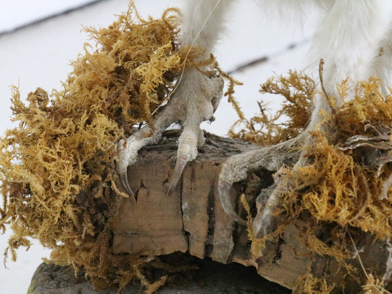 Antique White Antique Taxidermy Owl