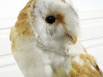 Antique White Antique Taxidermy Owl