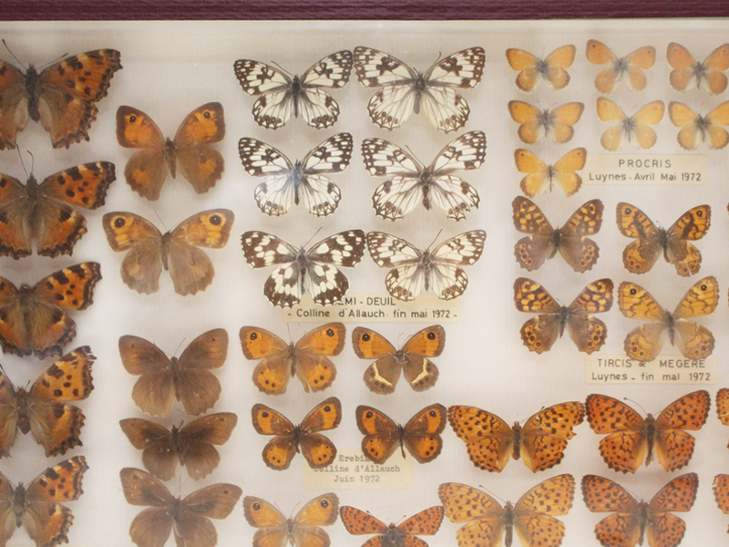Vintage 1970's French Entomology Moth & Butterfly Collection in Display Case