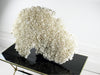 Extra Large Fan Shaped Piece of White Coral